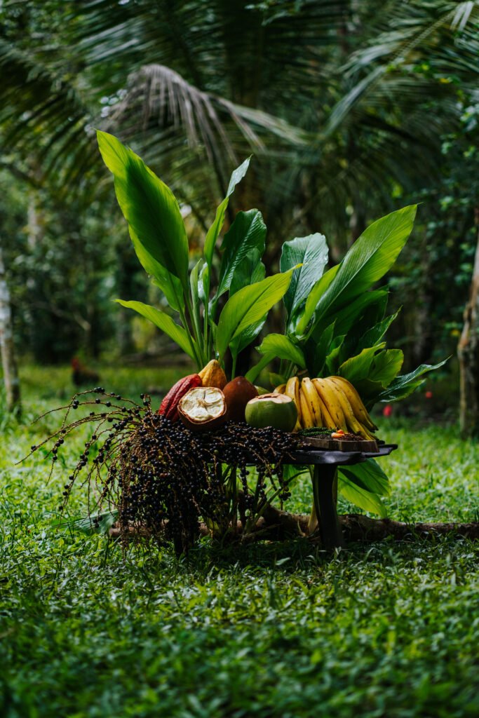 Courageous Land aposta na agrofloresta regenerativa como estratégia de produção e conservação