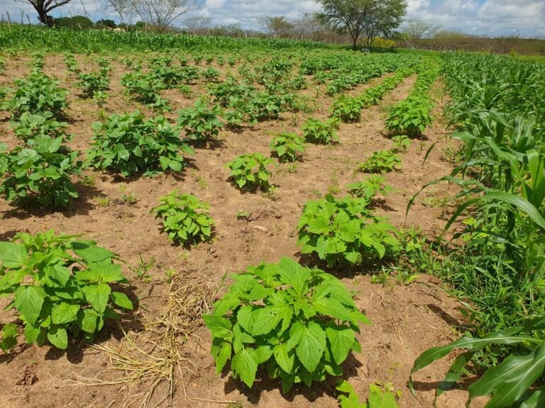 ACEPA fortalece produção agroecológica com algodão cultivado em consórcio
